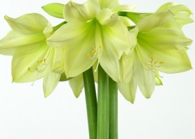 hippeastrum Lemon Star ® (1)